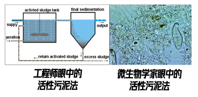 跟踪香港污水厂9年：万变的菌，不变的出水 新闻资讯 第10张