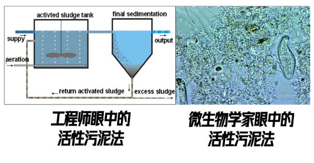 跟踪香港污水厂9年：万变的菌，不变的出水 新闻资讯 第2张